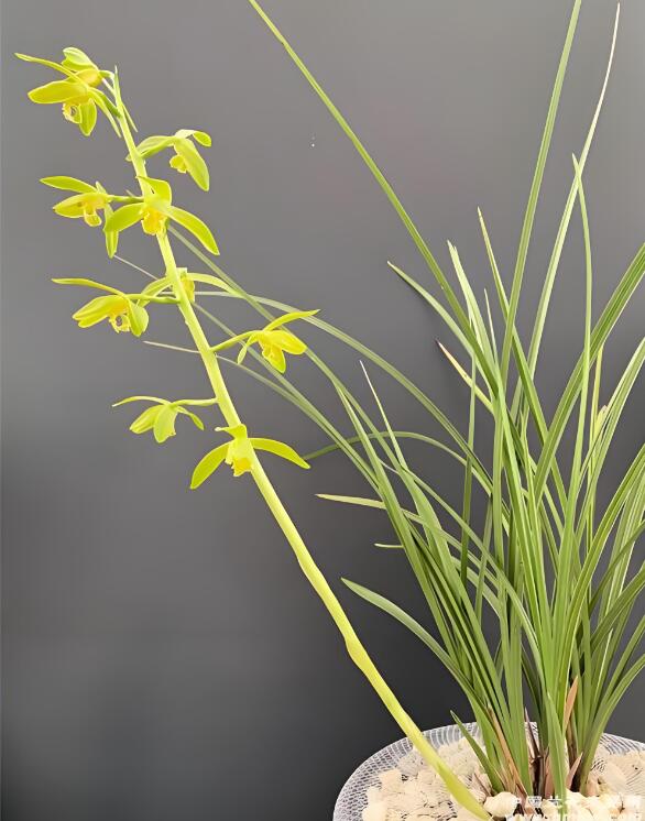 Yellow orchid plant with green leaves against a dark background