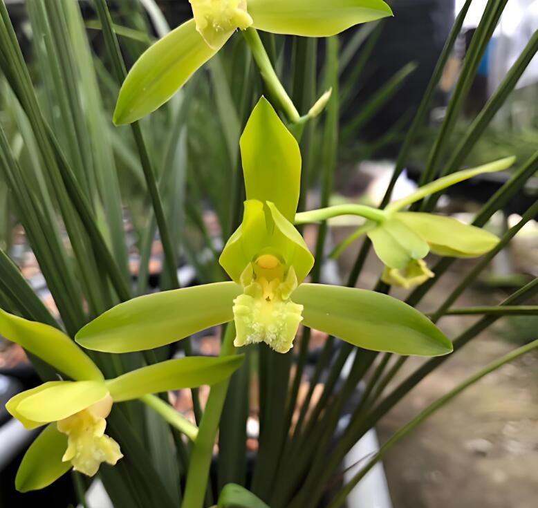 Close-up of green orchids with a blurred background