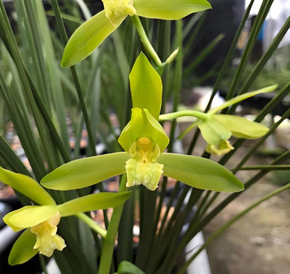 Close-up of green orchids with a blurred background