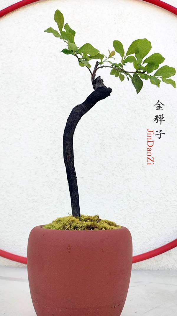 Literati with a single upright trunk
