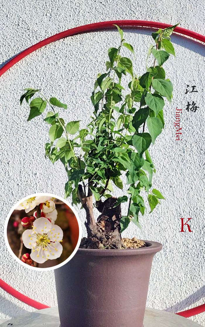 Rare JiangMei Japanese Apricot Bulldog (Prunus mume) – 5+ Year Old with pot