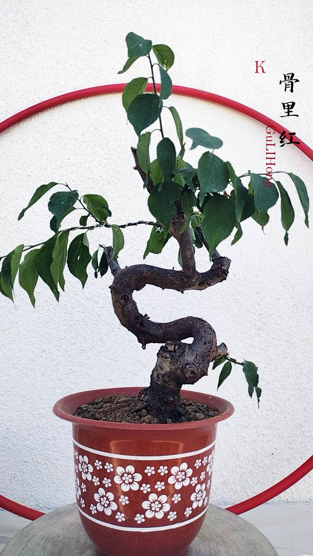 Rare Red GuLiHong Japanese Apricot Bonsai (Prunus mume) with pot– 15+ Year Old