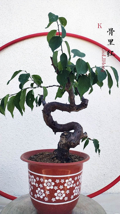 Rare Red GuLiHong Japanese Apricot Bonsai (Prunus mume) with pot– 15+ Year Old