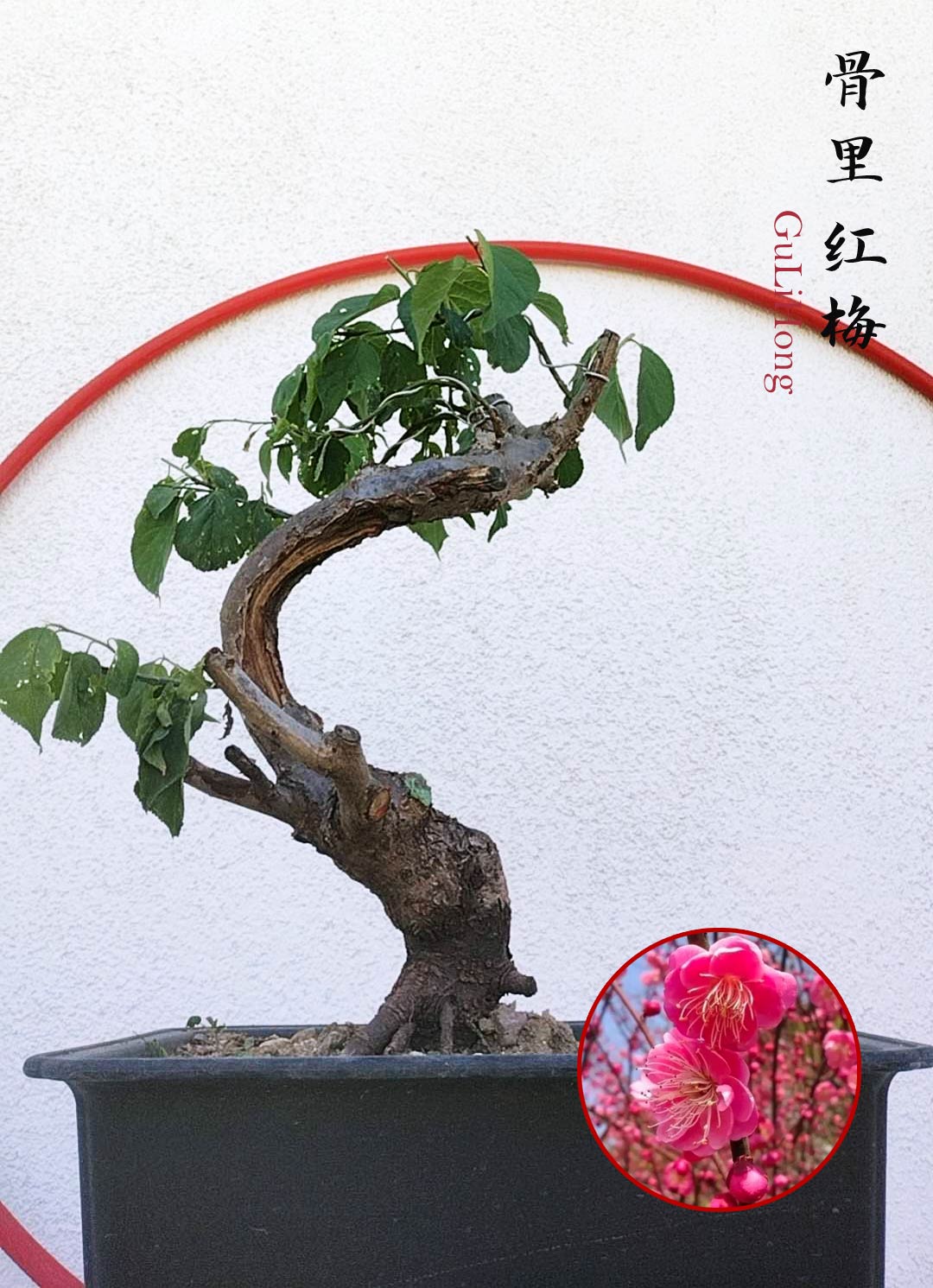 Rare Red GuLiHong Japanese Apricot Bonsai (Prunus mume) with pot– 15+ Year Old