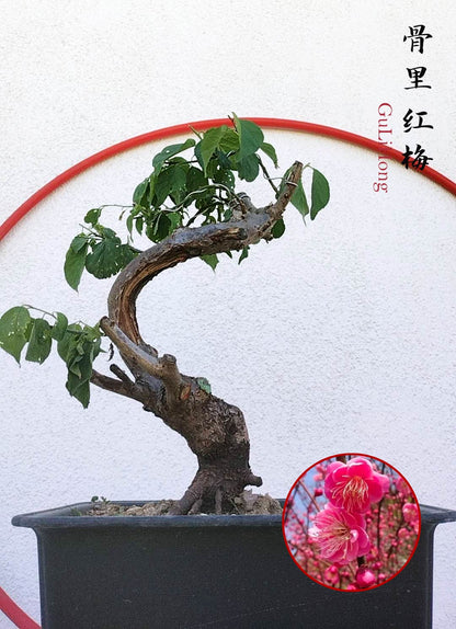 Rare Red GuLiHong Japanese Apricot Bonsai (Prunus mume) with pot– 15+ Year Old