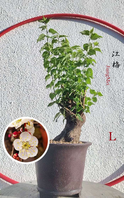 Rare JiangMei Japanese Apricot Bulldog (Prunus mume) – 5+ Year Old with pot