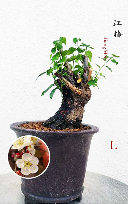 Rare JiangMei Japanese Apricot Bulldog (Prunus mume) – 5+ Year Old with pot