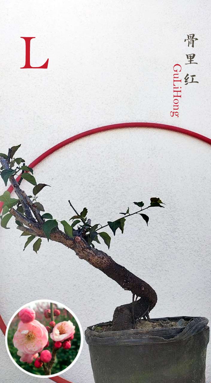 Rare Red GuLiHong Japanese Apricot Bonsai (Prunus mume) with pot– 15+ Year Old