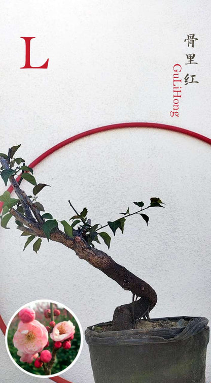 Rare Red GuLiHong Japanese Apricot Bonsai (Prunus mume) with pot– 15+ Year Old