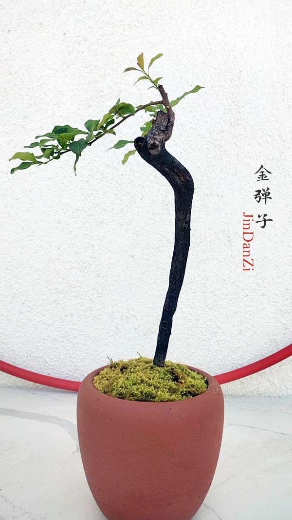 Potted bonsai tree with a twisted trunk on a white background