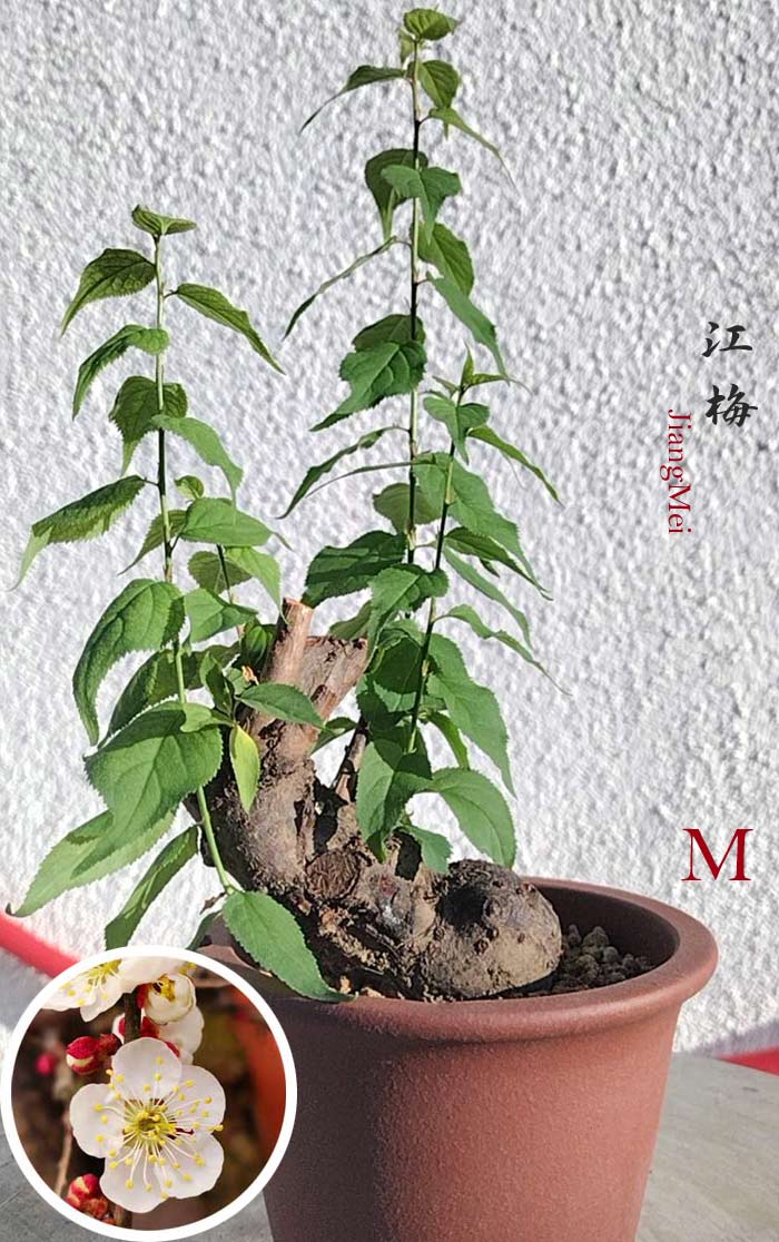 Rare JiangMei Japanese Apricot Bulldog (Prunus mume) – 5+ Year Old with pot