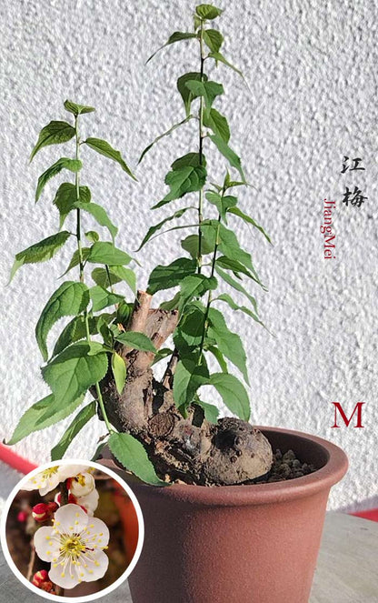 Rare JiangMei Japanese Apricot Bulldog (Prunus mume) – 5+ Year Old with pot