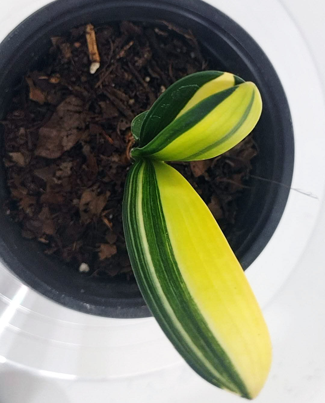 Potted plant with green and yellow striped leaves on a white background