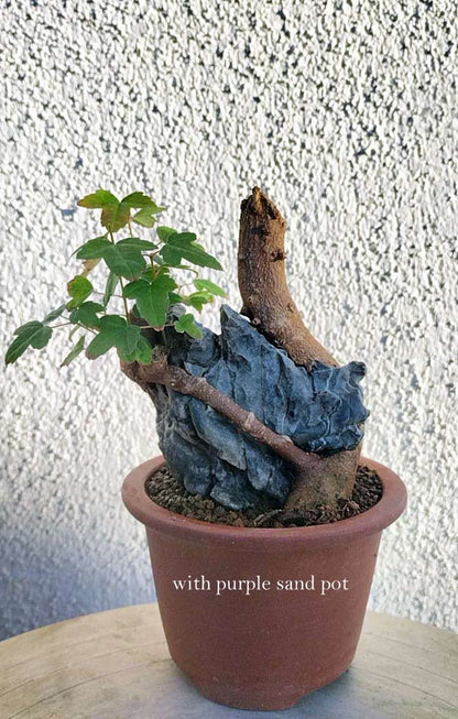 Potted plant with purple sand pot on a textured wall background