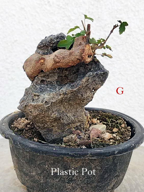 A small potted bonsai-style plant with a gnarled brown root system, green leaves, and large gray decorative rocks, shown in a black plastic pot against a white textured wall. White text at the bottom reads 'Plastic Pot' and a red letter 'G' appears to the right.