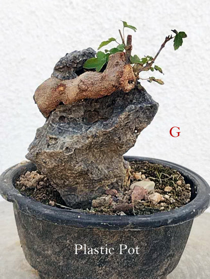 A small potted bonsai-style plant with a gnarled brown root system, green leaves, and large gray decorative rocks, shown in a black plastic pot against a white textured wall. White text at the bottom reads 'Plastic Pot' and a red letter 'G' appears to the right.