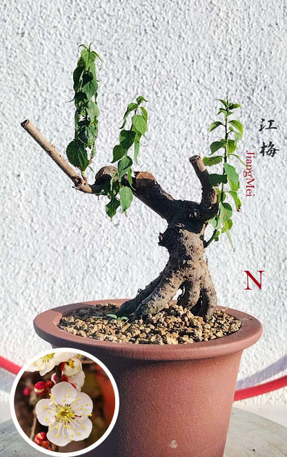 Rare JiangMei Japanese Apricot Bulldog (Prunus mume) – 5+ Year Old with pot