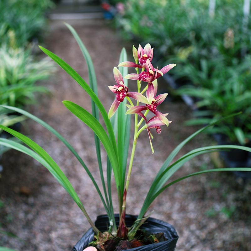 Cymbidium Ensifolium XiaoGuoHun Orchids Perfect for Windowsills or Indoors-Shipped Without Flowers