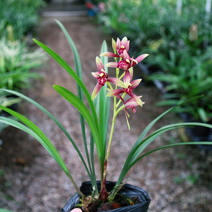Cymbidium Ensifolium XiaoGuoHun Orchids Perfect for Windowsills or Indoors-Shipped Without Flowers