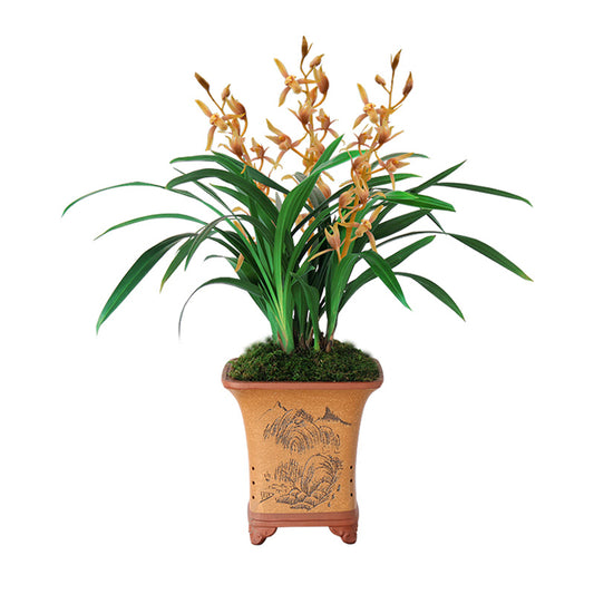 Live Orchid Plants-Easy Care Large Flowers Orchids Air Purifying Live Houseplant  Chinese cattle 墨兰 中国牛 with buds