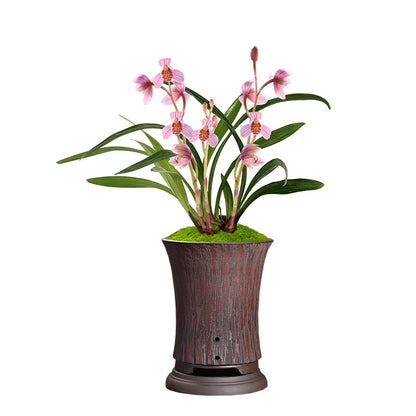 Cymbidium ensifolium-EastRedLotus 东方红荷 easy care easy to bloom buds