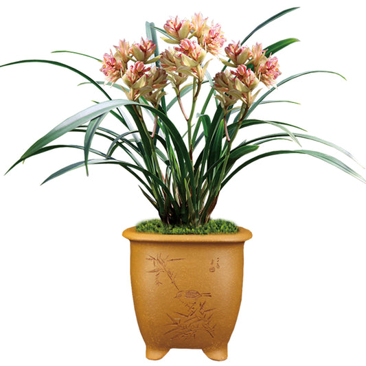 Live Orchid Color Plant 富山奇蝶 Flowers for Window, Yard, Garden-Toyama Butterfly-Shipped Without Buds-建兰