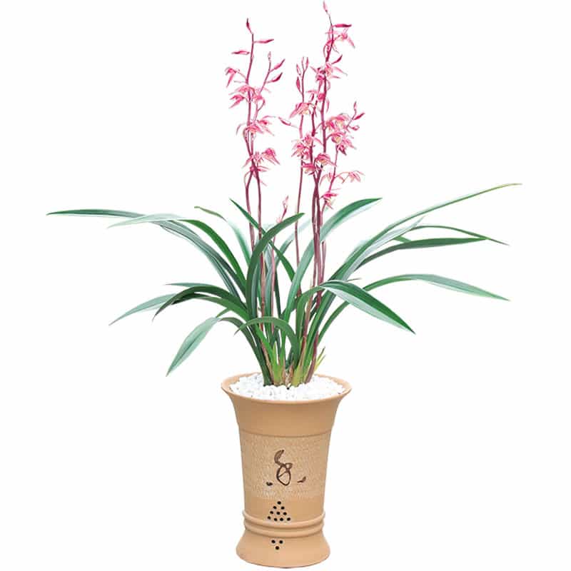 Cymbidium sinense Bride 新娘 Fragrant orchid Bare Root  墨兰