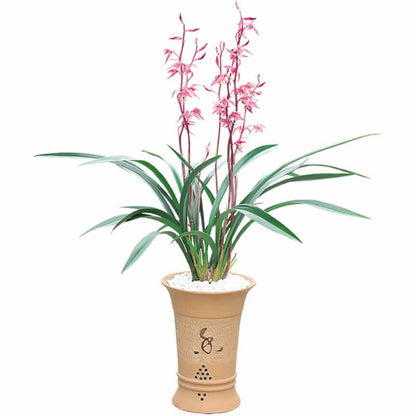 Cymbidium sinense Bride 新娘 Fragrant orchid Bare Root  墨兰