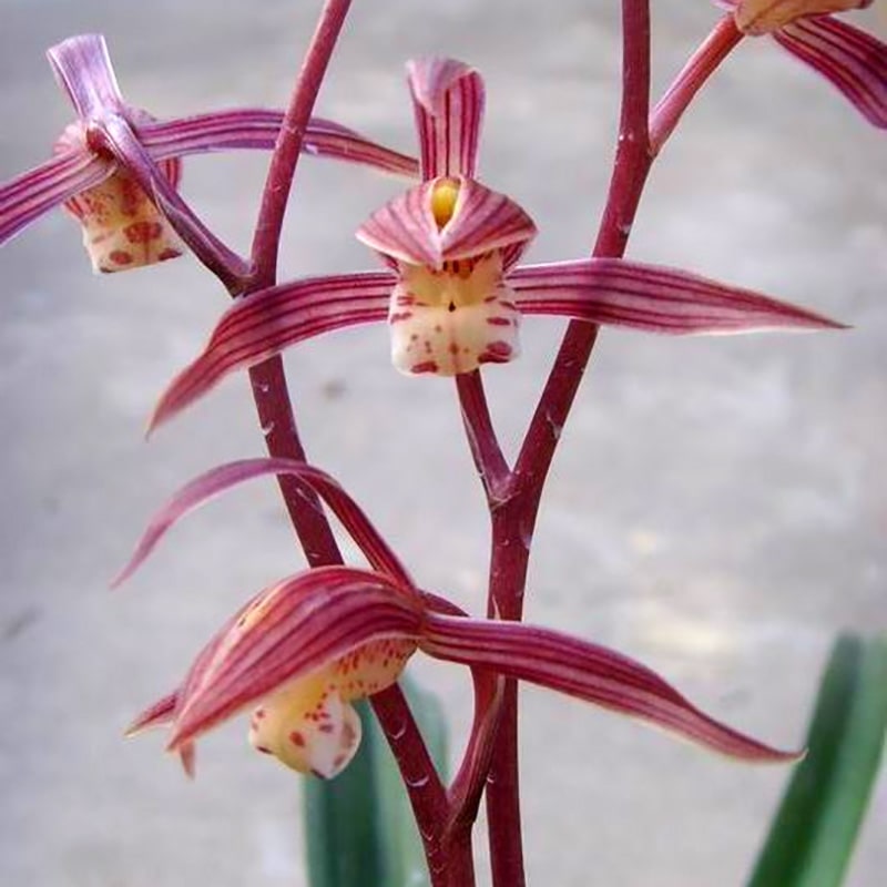 Cymbidium sinense Bride 新娘 Fragrant orchid Bare Root  墨兰