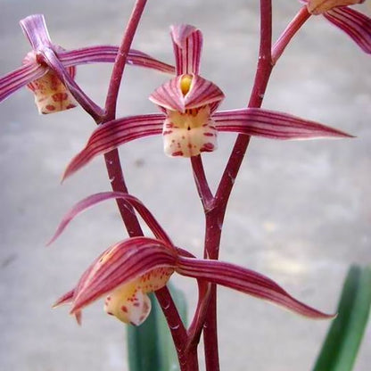 Cymbidium sinense Bride 新娘 Fragrant orchid Bare Root  墨兰