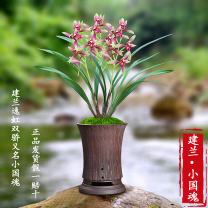 Cymbidium Ensifolium XiaoGuoHun Orchids Perfect for Windowsills or Indoors-Shipped Without Flowers