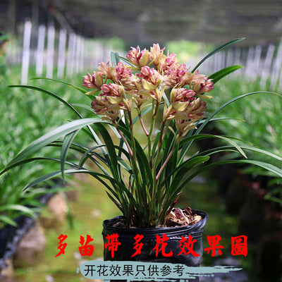Cymbidium ensifolium-Toyama Butterfly 建兰 富山奇蝶 - 建兰