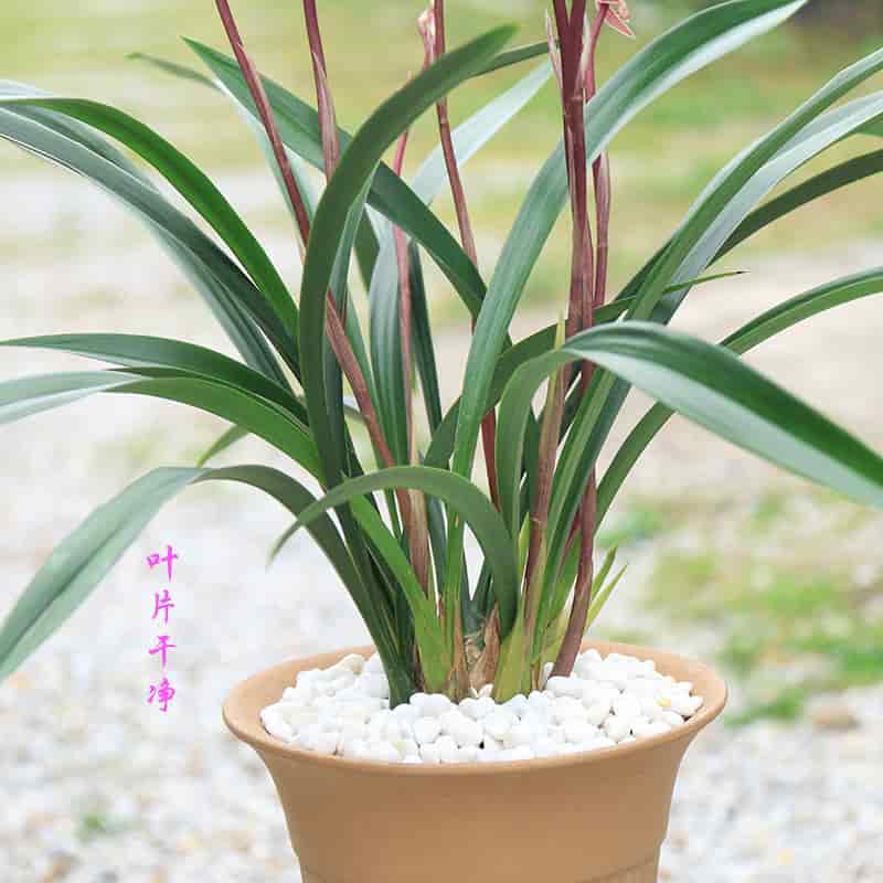 Cymbidium sinense Bride 新娘 Fragrant orchid Bare Root  墨兰