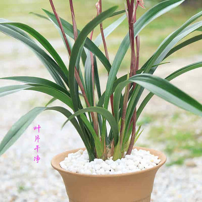 Cymbidium sinense Bride 新娘 Fragrant orchid Bare Root  墨兰