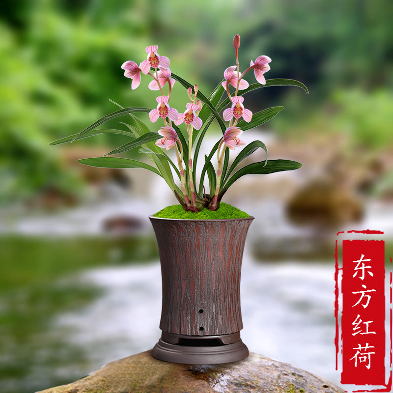 Cymbidium ensifolium-EastRedLotus 东方红荷 easy care easy to bloom buds