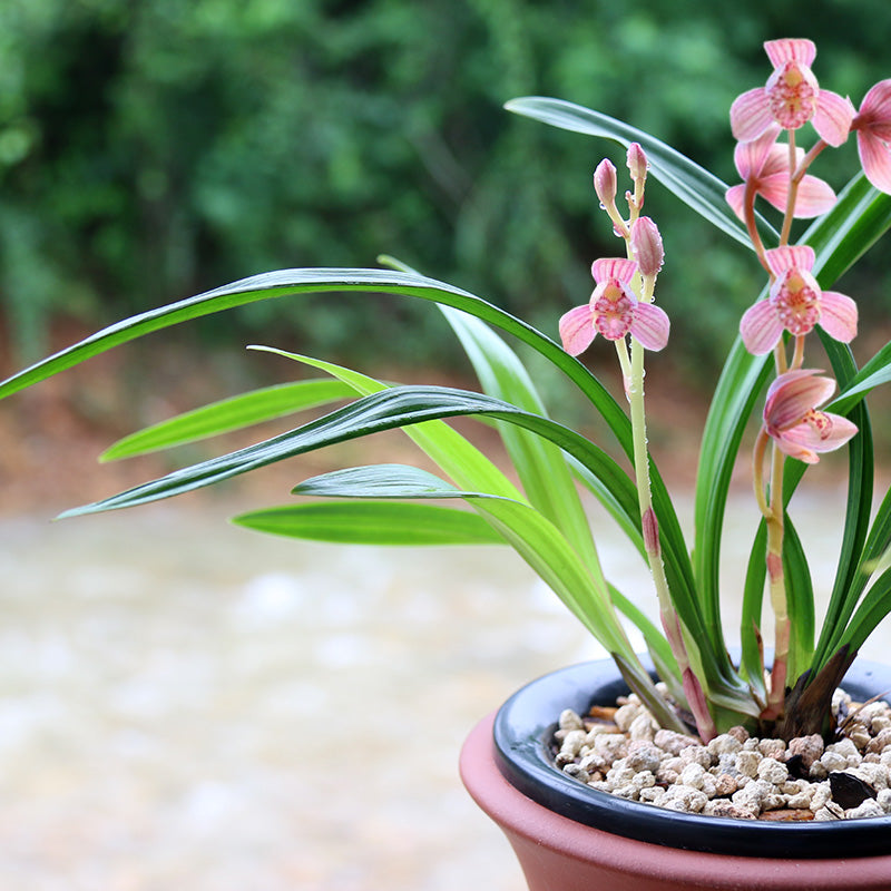 Cymbidium ensifolium-EastRedLotus 东方红荷 easy care easy to bloom buds