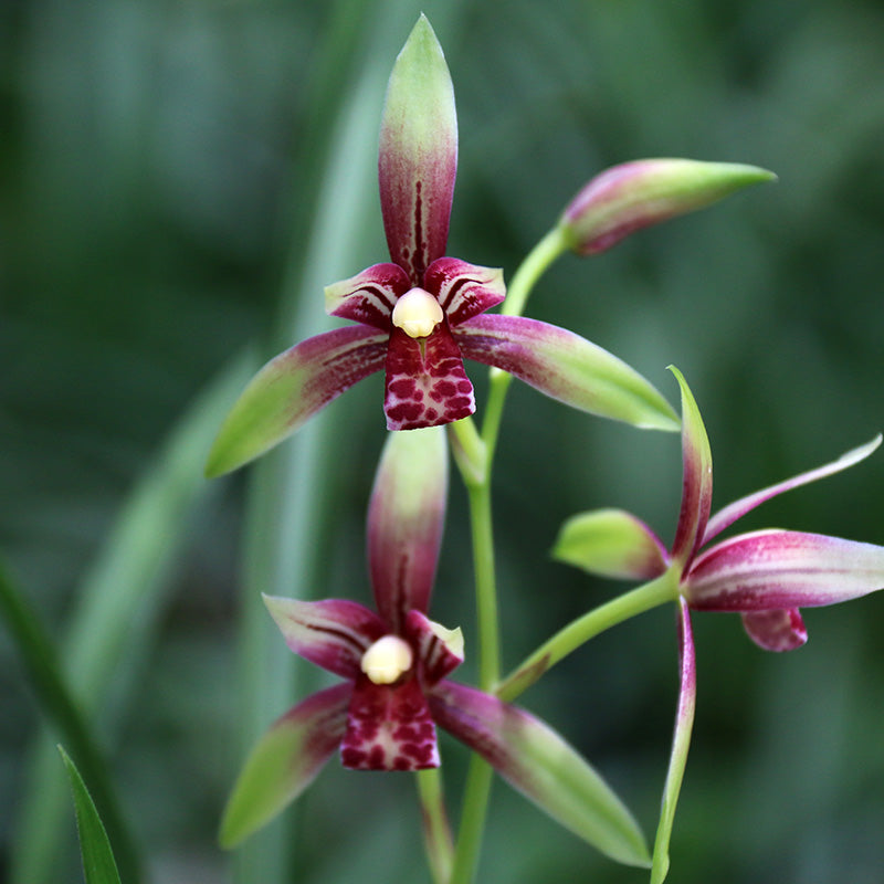 Cymbidium Ensifolium XiaoGuoHun Orchids Perfect for Windowsills or Indoors-Shipped Without Flowers