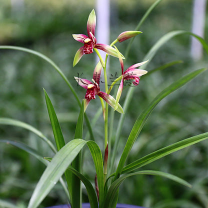 Cymbidium Ensifolium XiaoGuoHun Orchids Perfect for Windowsills or Indoors-Shipped Without Flowers