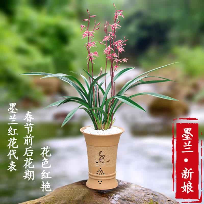 Cymbidium sinense Bride 新娘 Fragrant orchid Bare Root  墨兰