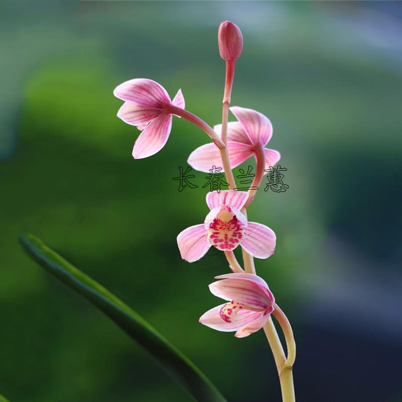 Cymbidium ensifolium-EastRedLotus 东方红荷 easy care easy to bloom buds
