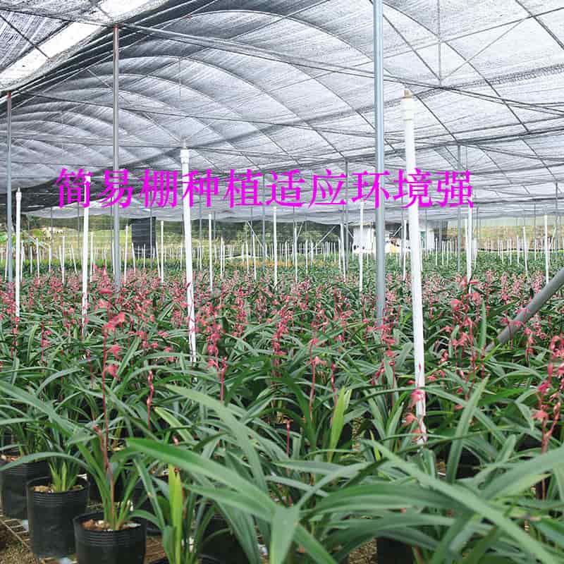 Cymbidium sinense Bride 新娘 Fragrant orchid Bare Root  墨兰