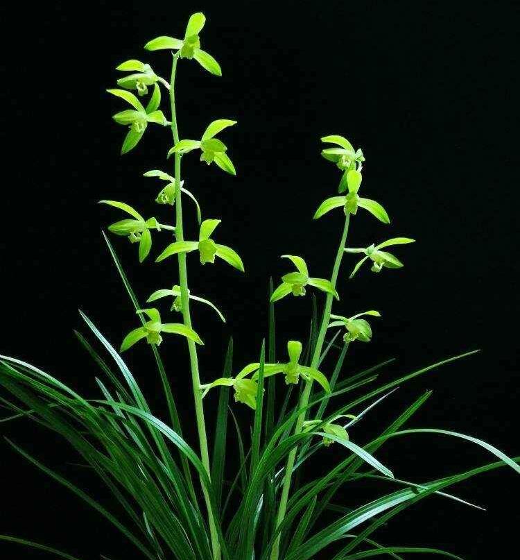 Green orchid on a black background