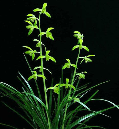 Green orchid on a black background