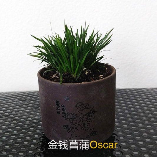 Miniature Dwarf Bonsai Acorus gramineus 'Oscar' – Tiny Calamus
