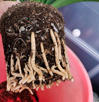 clivia potting mix recipe Special Nutrient Soil for Clivia Potting Soil Mix, Custom Blend for Growing and Repotting 1.5L/bag