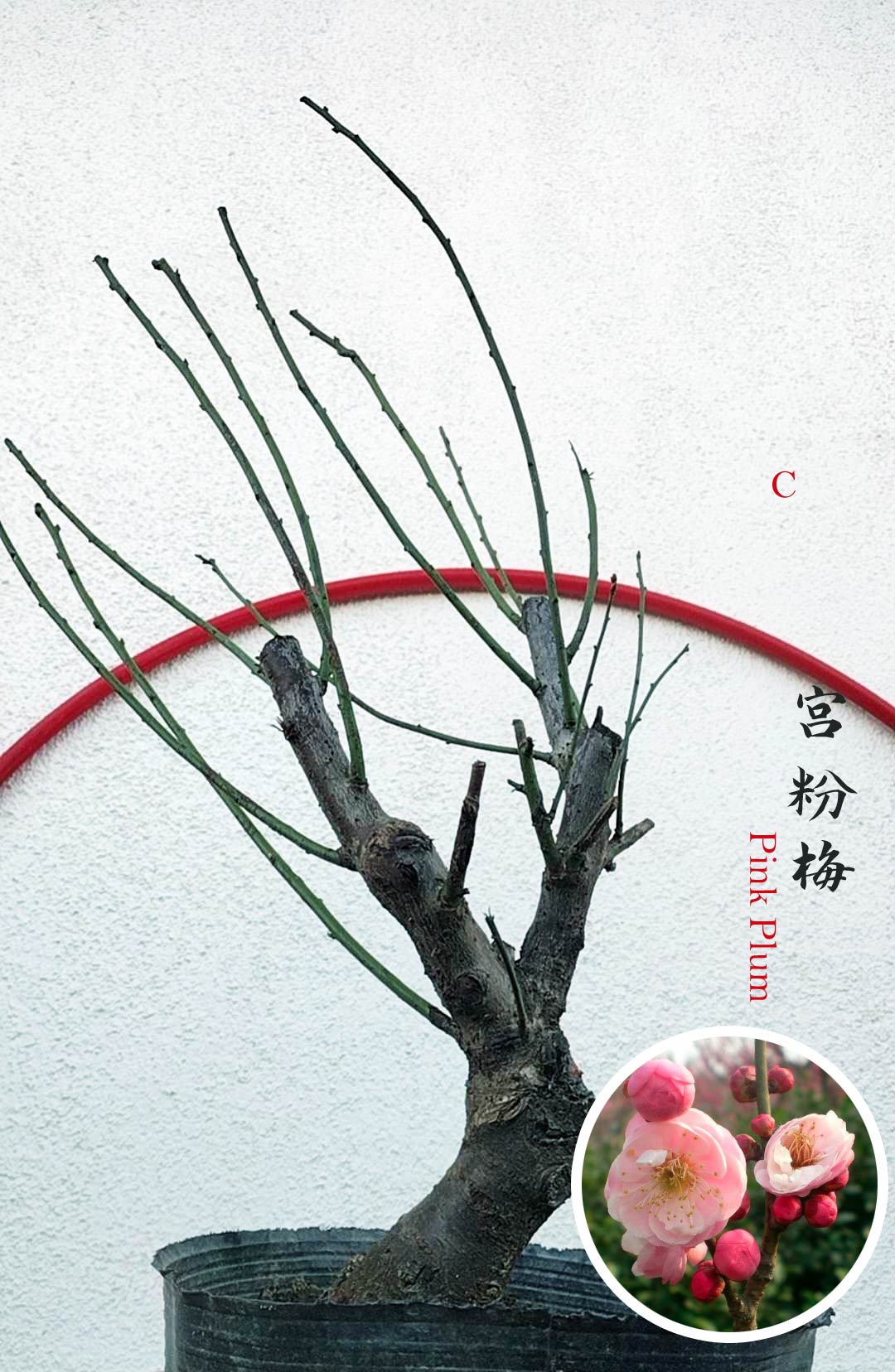 Bonsai tree with a close-up inset of pink plum flowers on a white background