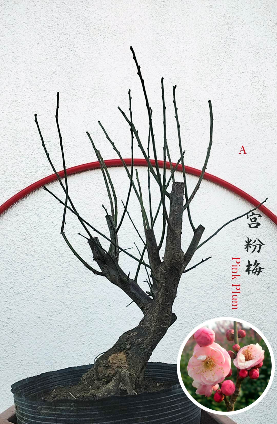 Bonsai tree in a pot with pink plum flowers inset on a white background