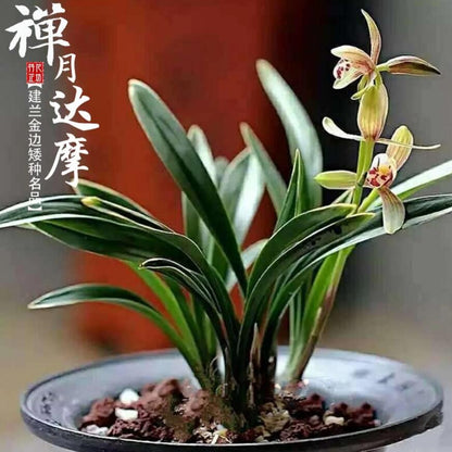 Cymbidium Dwarf Ensifolium ZenMoon Orchids Perfect for Windowsills or Indoors-Shipped bare root