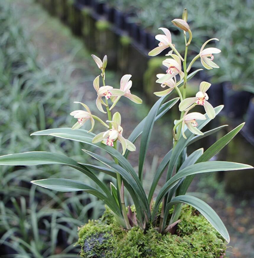 Cymbidium Dwarf Ensifolium ZenMoon Orchids Perfect for Windowsills or Indoors-Shipped bare root