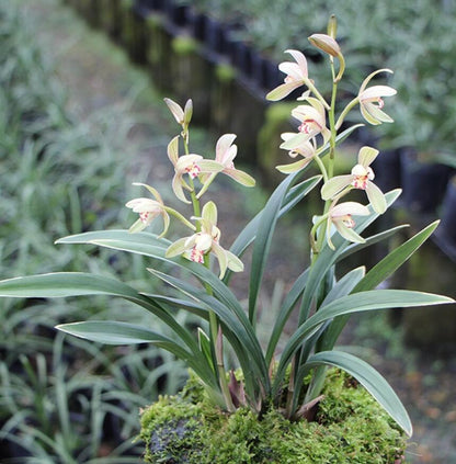 Cymbidium Dwarf Ensifolium ZenMoon Orchids Perfect for Windowsills or Indoors-Shipped bare root